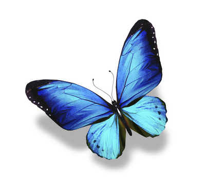 Schmetterling